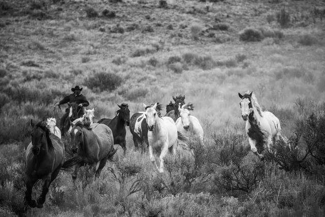 From Herds to Packs: Leveraging Animal Dynamics for Startup Culture Alignment